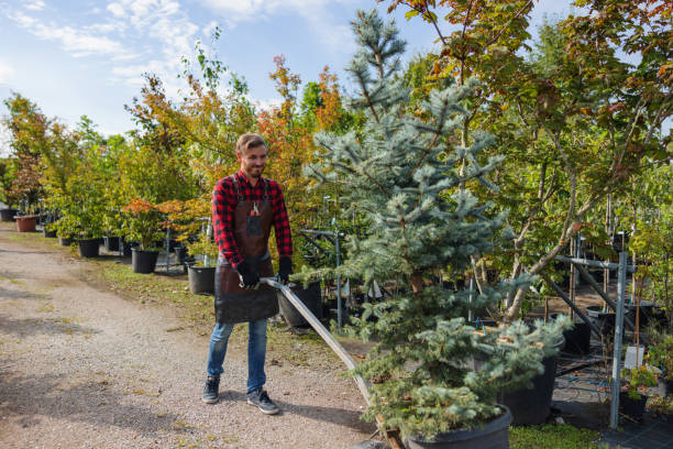 Best Tree Disease Treatment  in Le Grand, CA